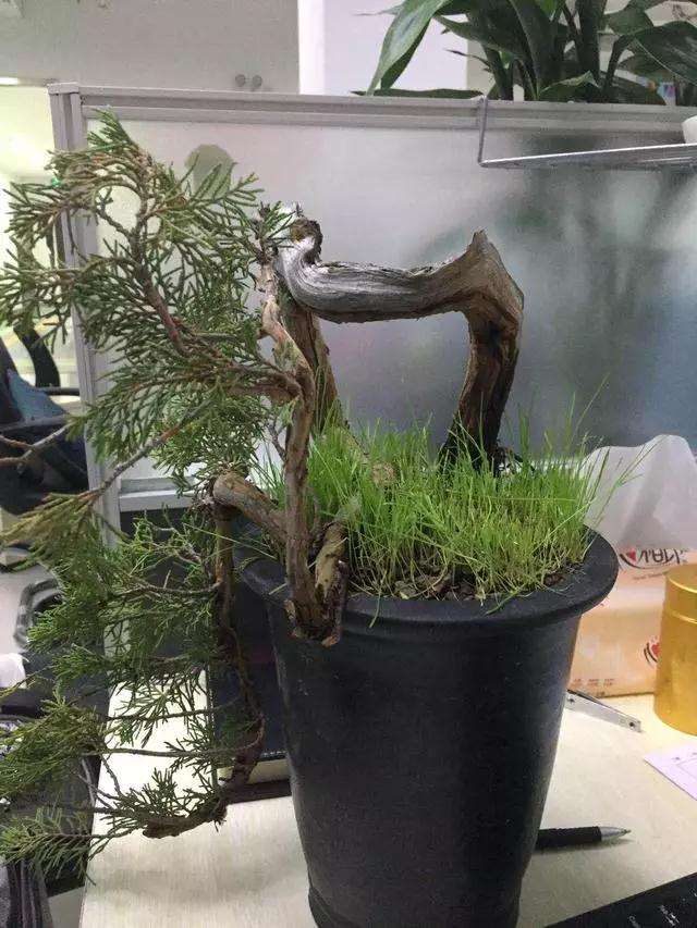 柏树小品盆景怎么设计的方法