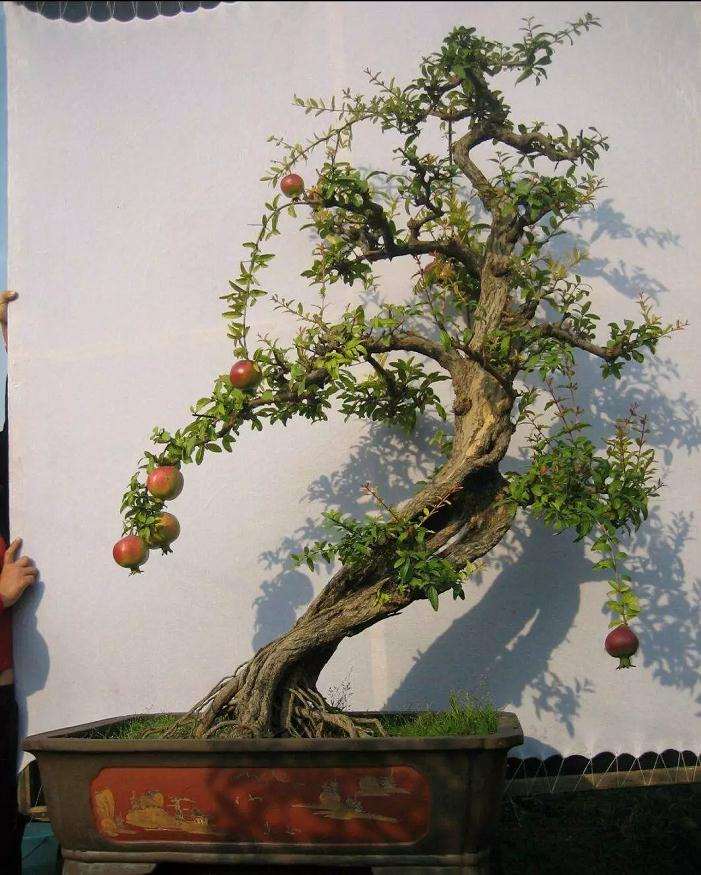 石榴盆景怎么修剪造型的方法