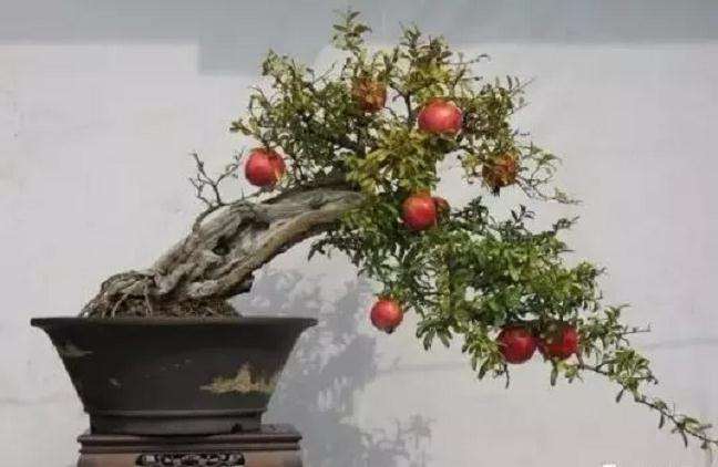 石榴盆景怎么用金属丝蟠扎的方法