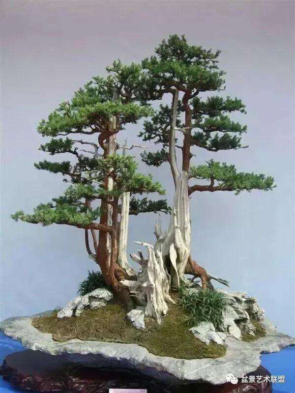 盆景主干怎么拿弯的技法