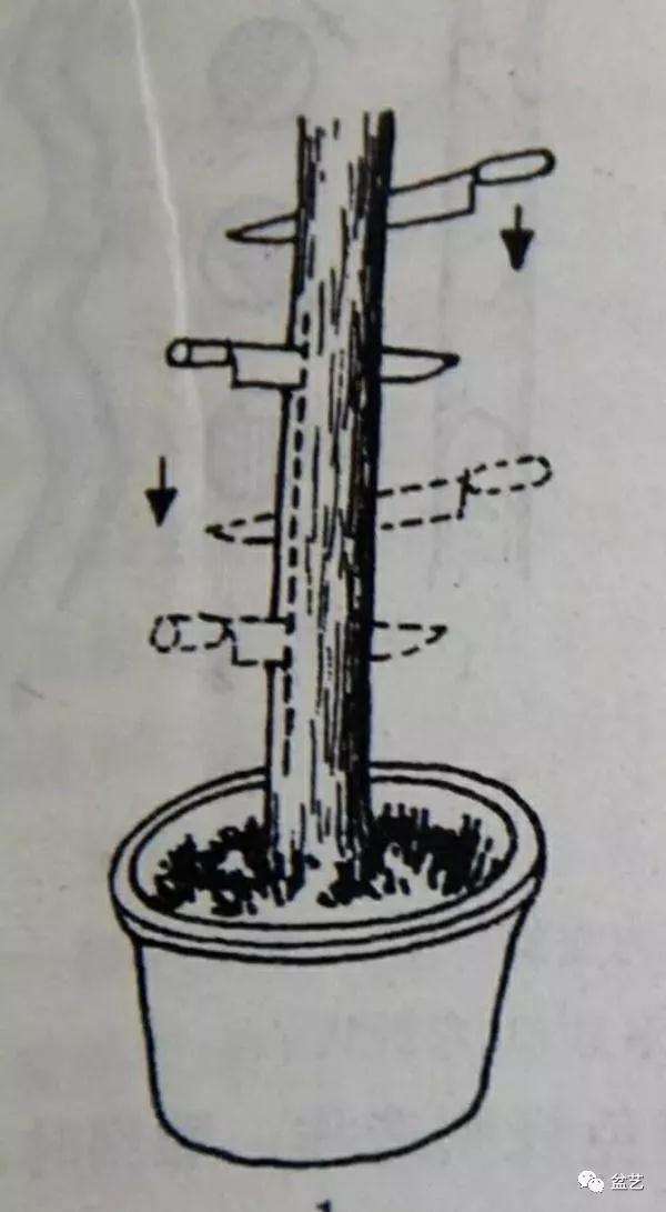 盆景主干怎么拿弯的技法