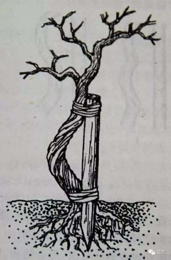 盆景主干怎么拿弯的技法