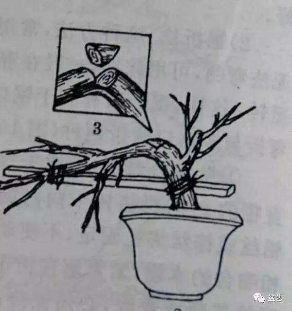 盆景主干怎么拿弯的技法