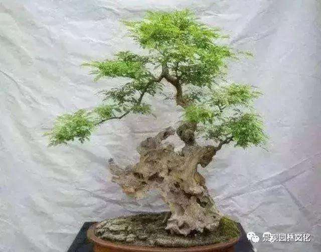 怎么施肥对黄荆盆景的叶片最好