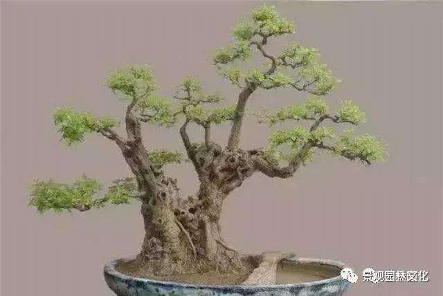 黄荆盆景根系的怎么造型最好