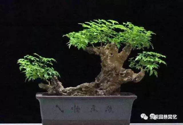 黄荆盆景枝干怎么造型的方法