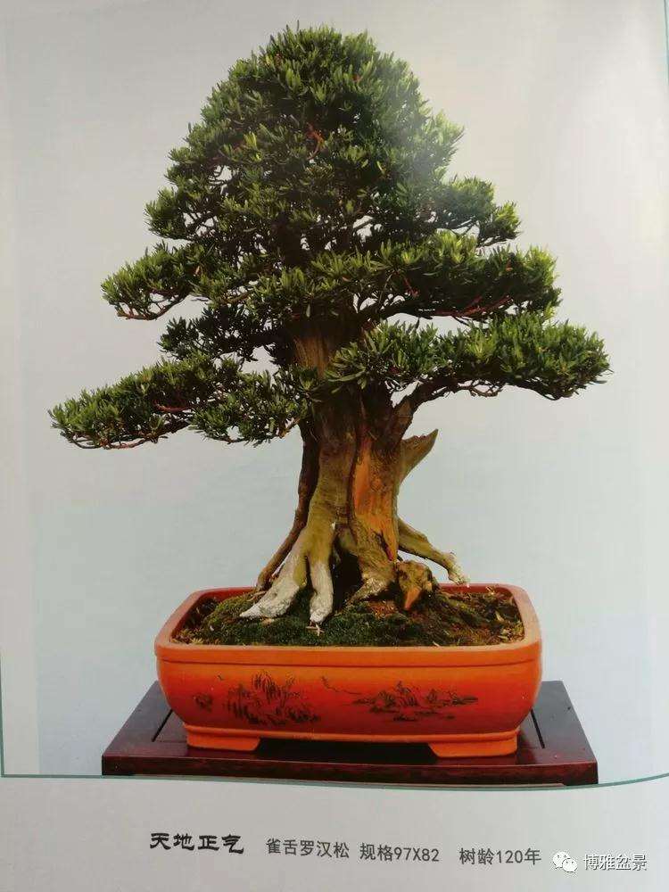 北京世界盆景博览会在沩水河畔隆重举办