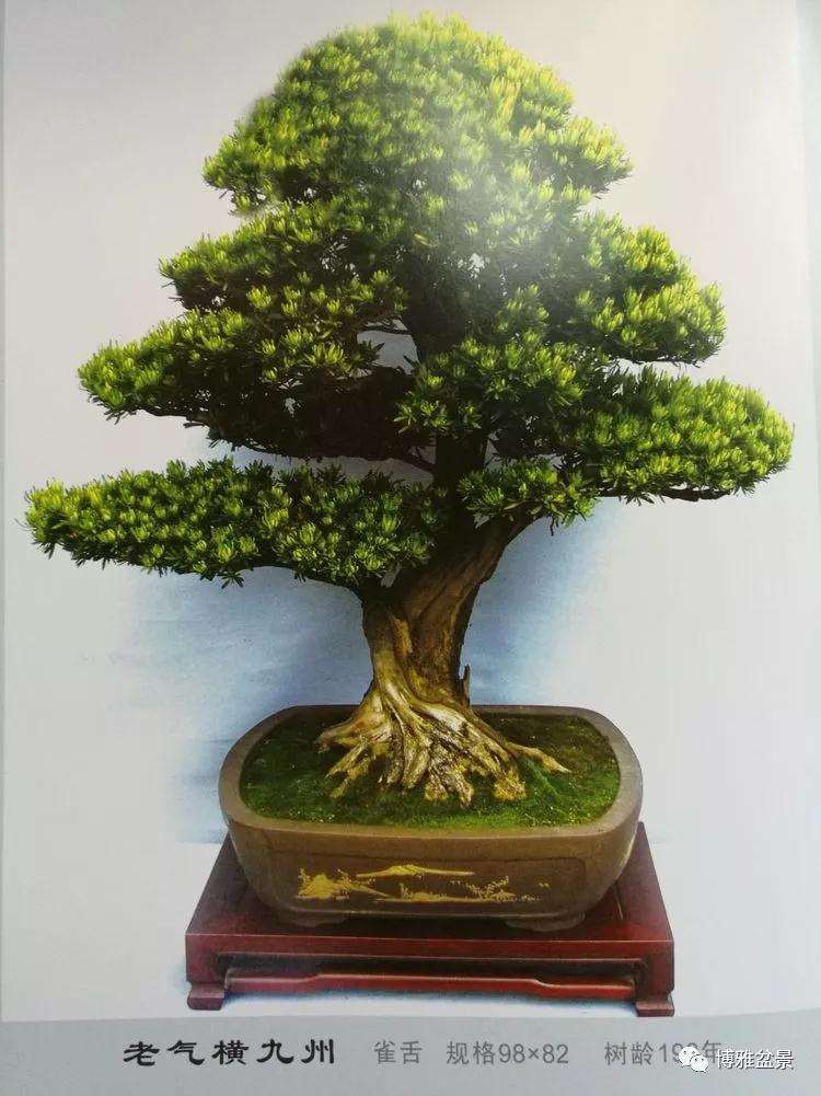 北京世界盆景博览会在沩水河畔隆重举办