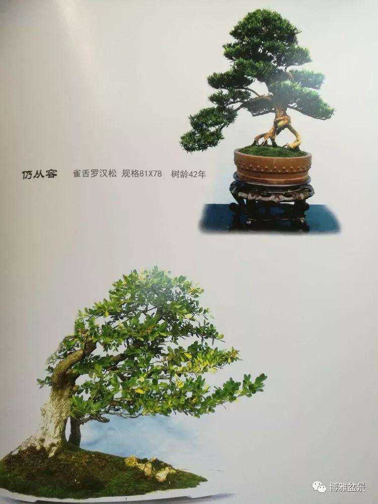 北京世界盆景博览会在沩水河畔隆重举办