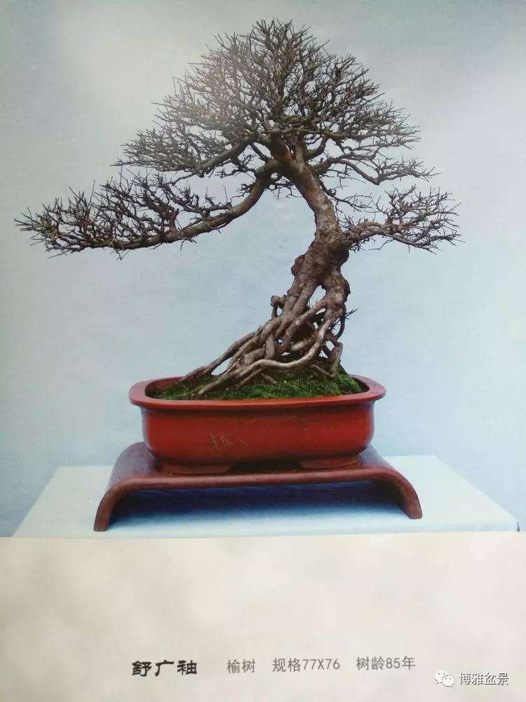 北京世界盆景博览会在沩水河畔隆重举办