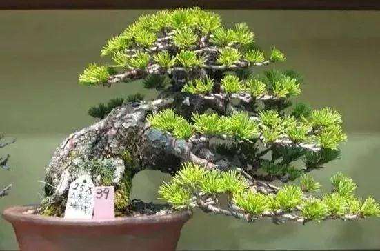 如何选择有收藏价值的盆景