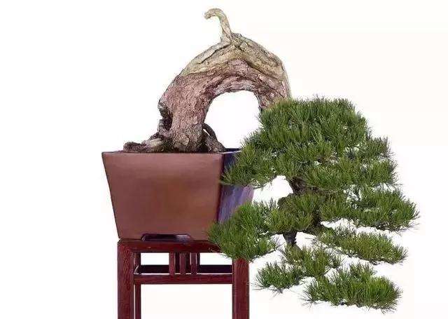 如何选择有收藏价值的盆景