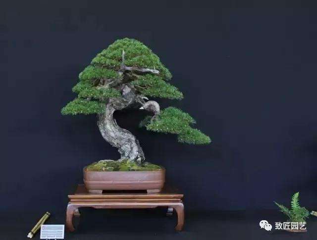 盆景嫁接育苗的方法有哪些