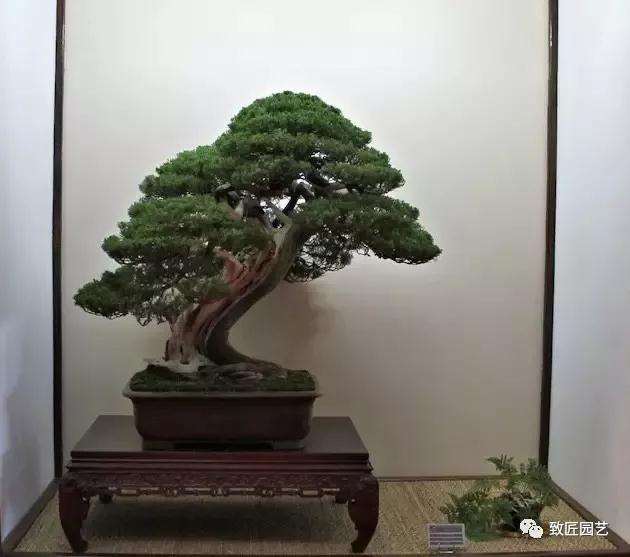 盆景嫁接育苗的方法有哪些