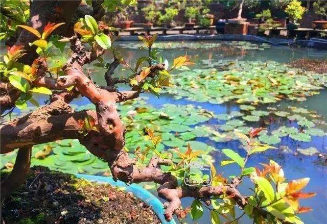 盆景的干枝叶怎么修剪的方法