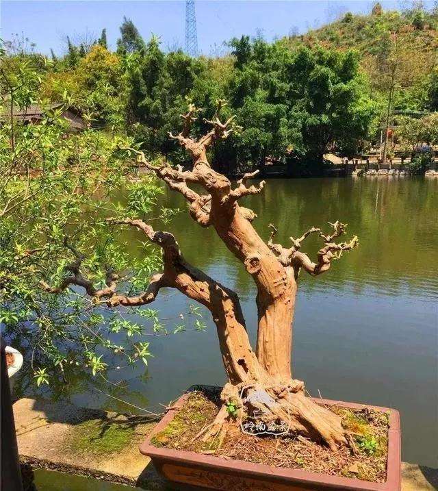 盆景的干枝叶怎么修剪的方法