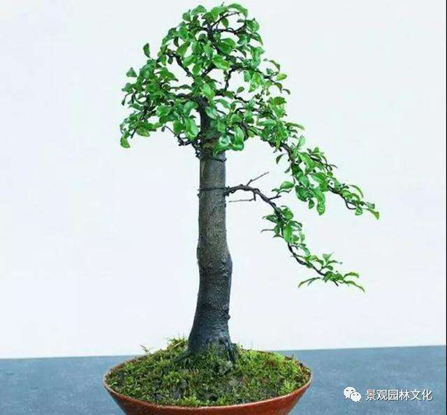 盆景植物怎么浇水才是最好的方法