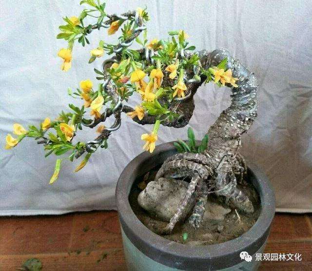 夏天盆景怎么浇水的3个方法