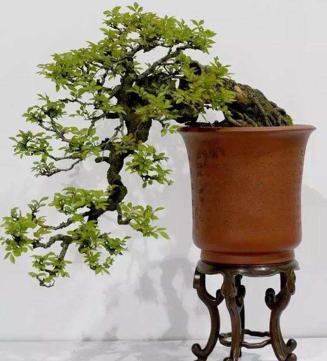 盆景怎么最好摆设的7个方法