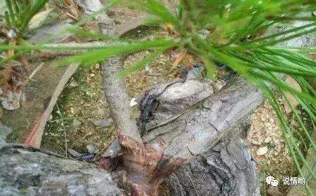 山松盆景怎么嫁接的方法
