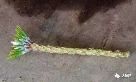 山松盆景怎么嫁接的方法