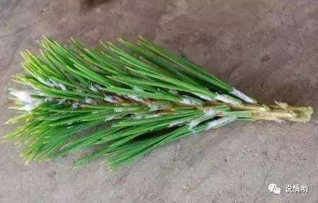 山松盆景怎么嫁接的方法