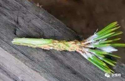 山松盆景怎么嫁接的方法