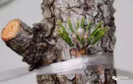 山松盆景怎么嫁接的方法