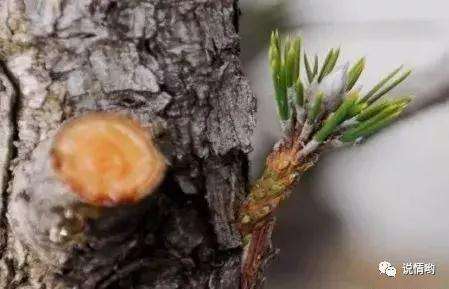 山松盆景怎么嫁接的方法