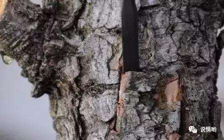 山松盆景怎么嫁接的方法