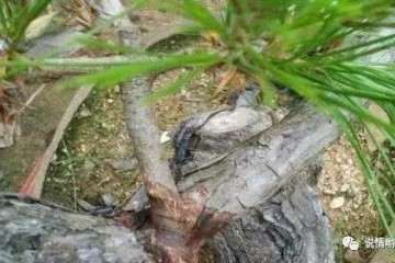 图解 山松盆景怎么嫁接的方法