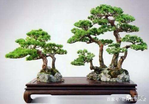 怎么做好五针松盆景配土消毒的方法