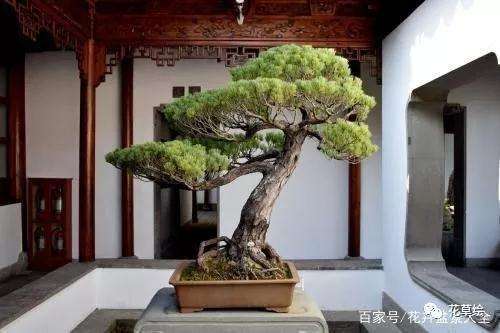 怎么做好五针松盆景配土消毒的方法