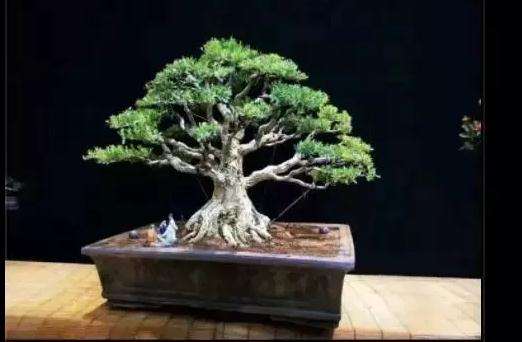 黄杨树盆景可以放置室内吗