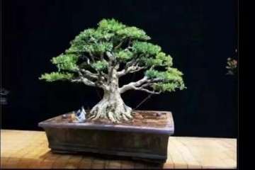 黄杨树盆景可以放置室内吗 怎么浇水