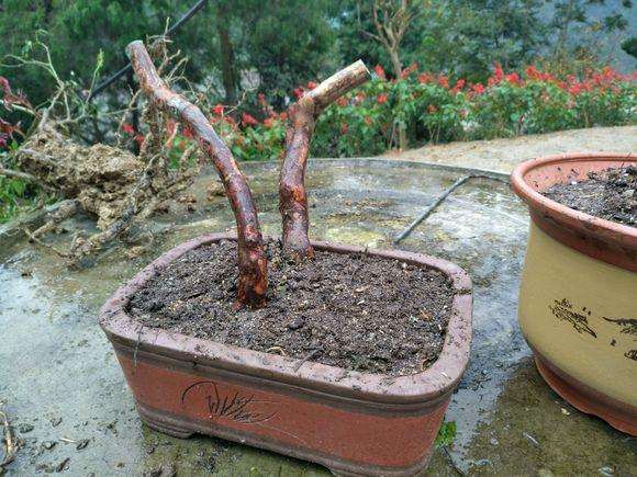 映山红下山桩成活质量最重要 千万别死了