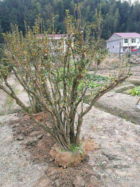 映山红下山桩成活质量最重要 千万别死了