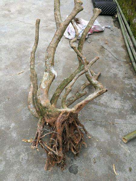 映山红下山桩成活质量最重要 千万别死了