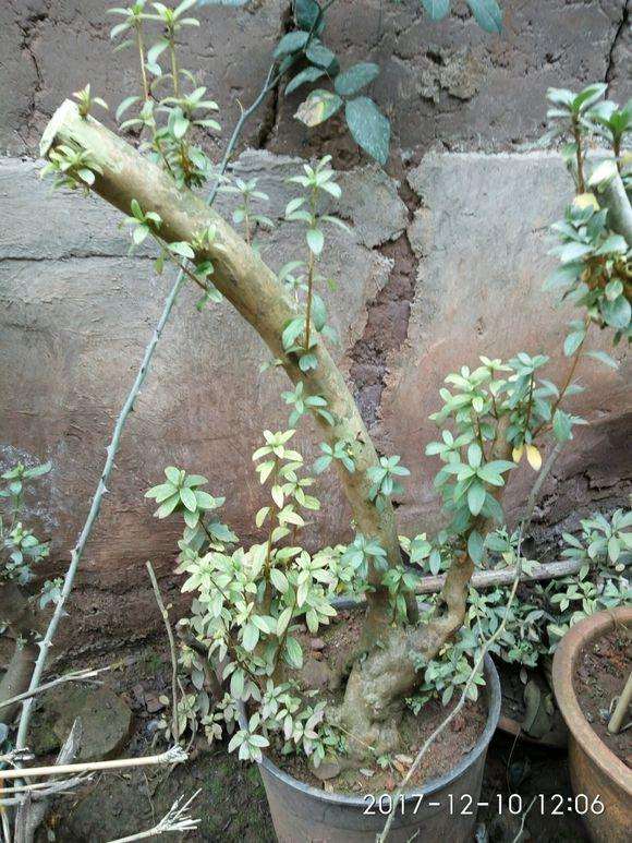 映山红下山桩成活质量最重要 千万别死了