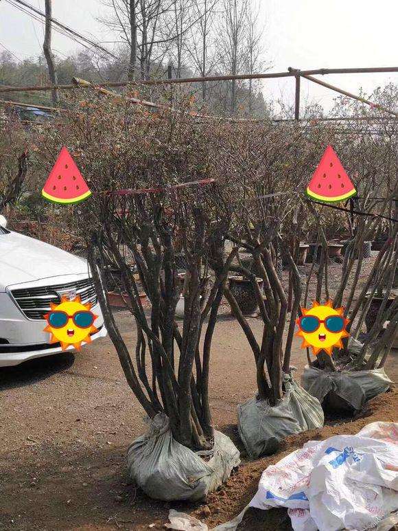 大别山映山红下山桩能适应山东的气候