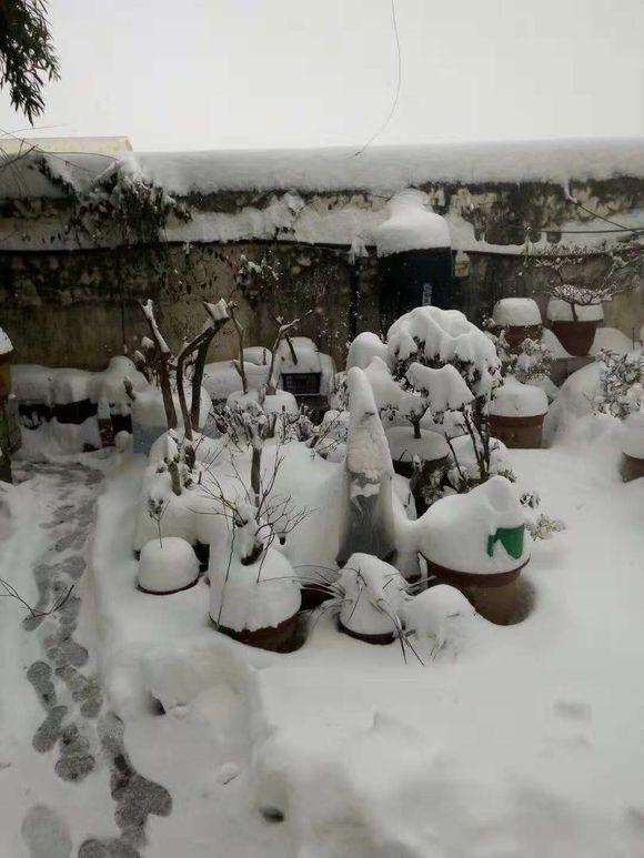 映山红下山桩在冬天怕不怕冻 