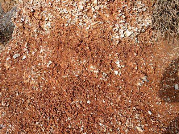 风化岩和红土种映山红下山桩合适吗