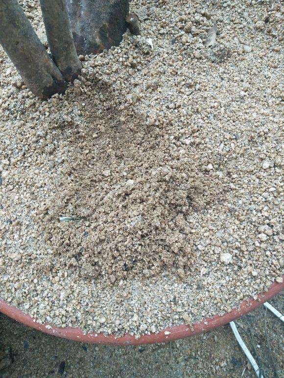 风化岩和红土种映山红下山桩合适吗