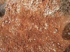 风化岩和红土种映山红下山桩合适吗 图片