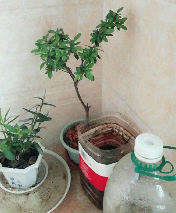 映山红下山桩在阳台没有阳光直射