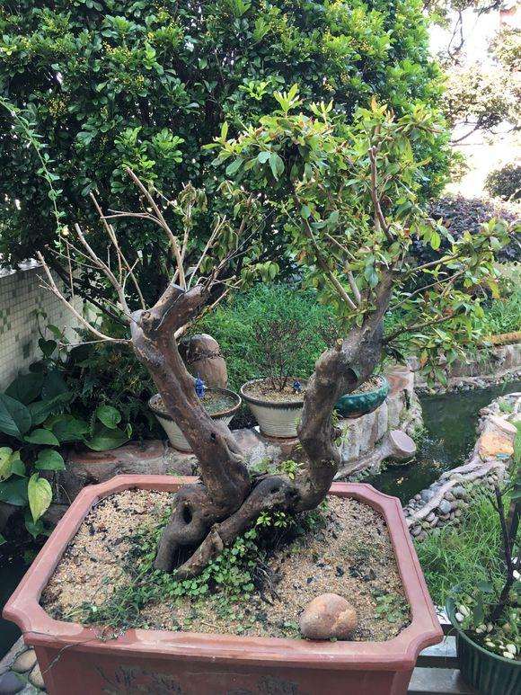 映山红下山桩上盆后出现死枝