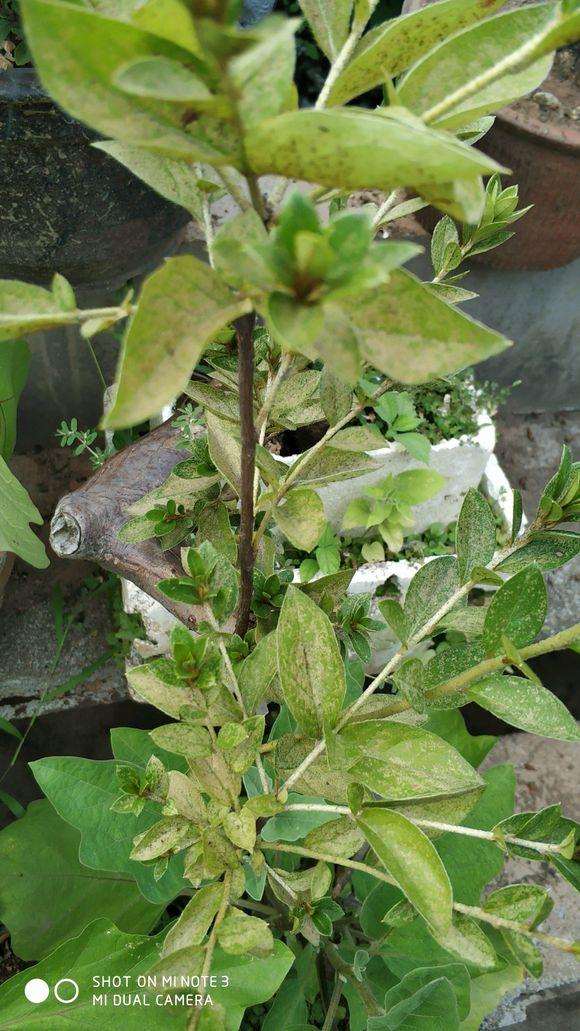 映山红下山桩上盆后出现死枝