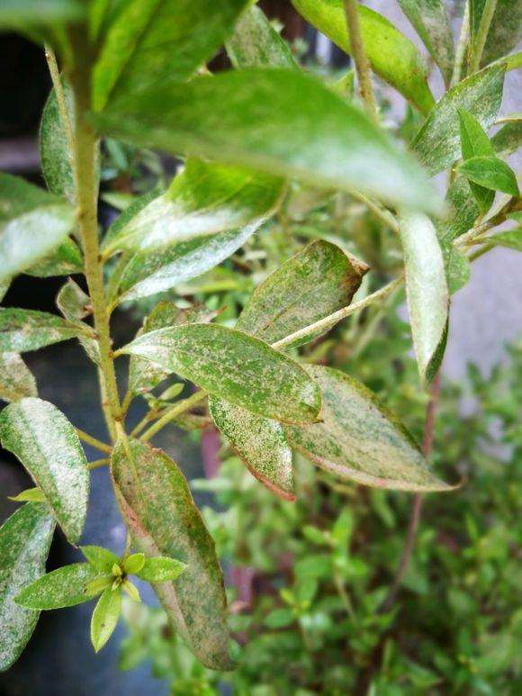 映山红树桩下山桩裸根放在室外会不会冻死