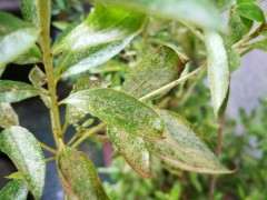 映山红下山桩的叶子黑斑病 怎么办