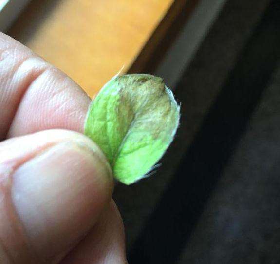 映山红下山桩叶子一直这个样子怎么回事